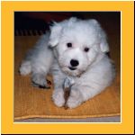 0010-Wochen_Knochen.html