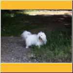 2003-Sommer_ImWald.html