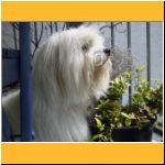 2003-Sommer_PortraitBalkon2.html