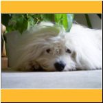 2003-Sommer_UnterPalmen.html